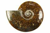 Polished Cretaceous Ammonite (Cleoniceras) Fossil - Madagascar #303959-1